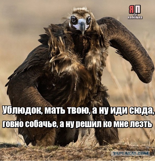Подборка картинок