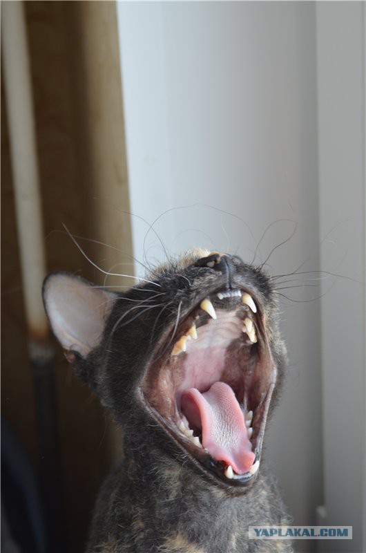 Мой зевающий кот