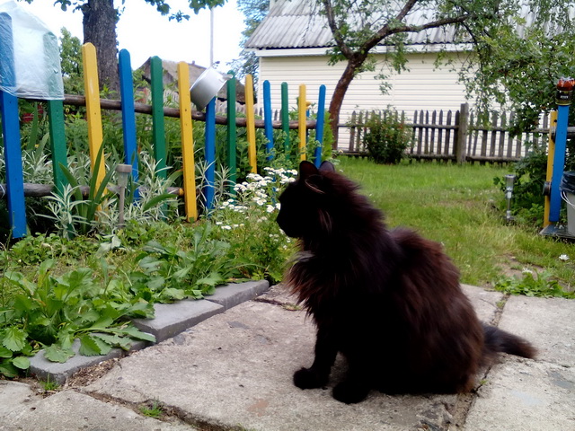 Котовторник 18.10.2016