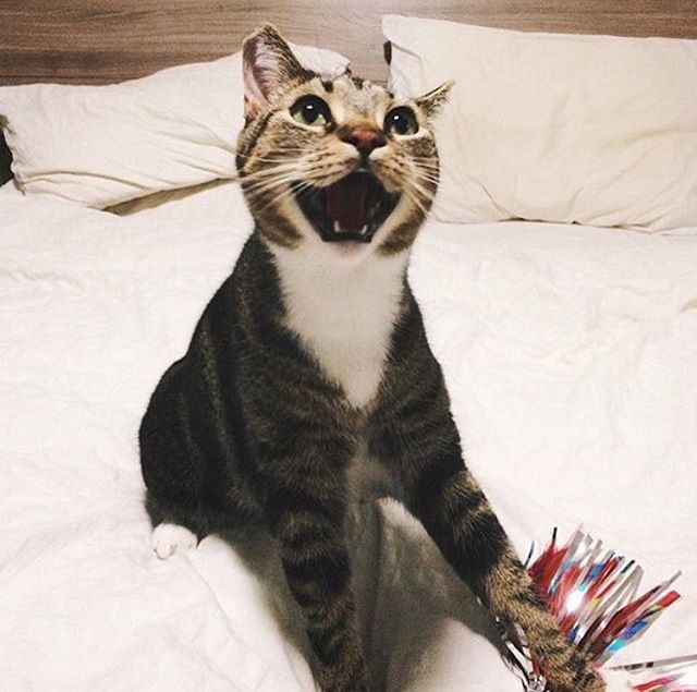 Коты из сети