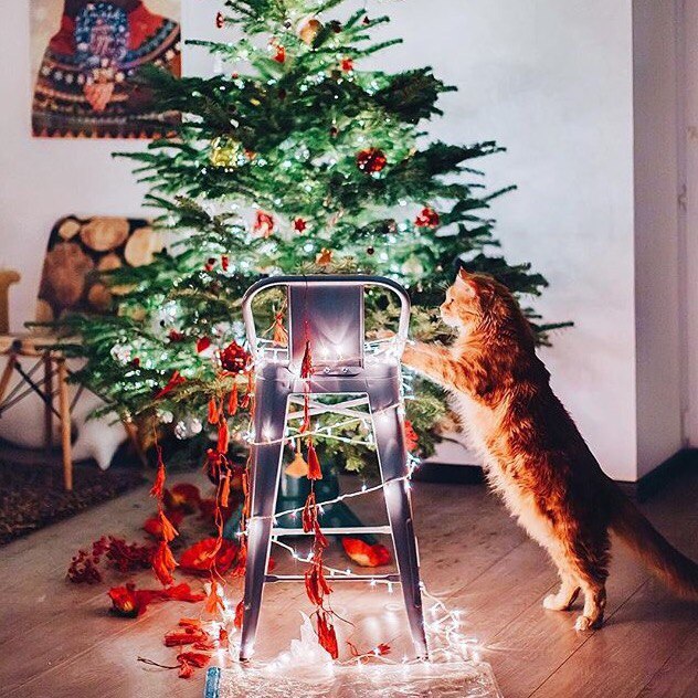 Коты из сети
