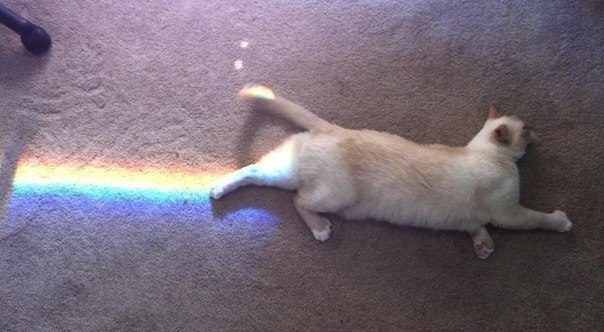 Коты из сети