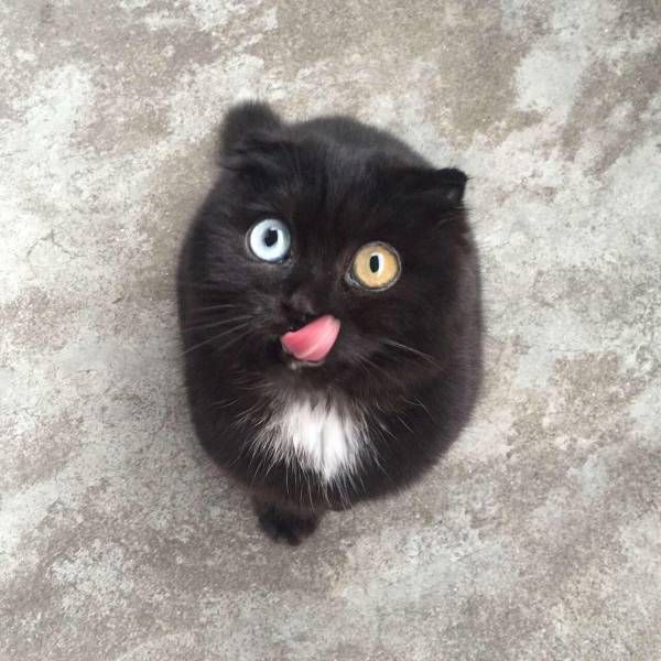 Коты и Кошки