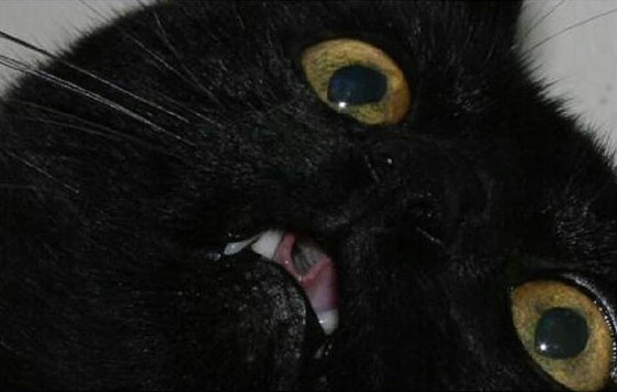 Коты и Кошки