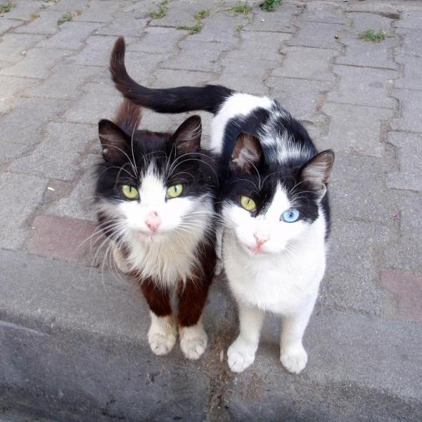 Коты и Кошки