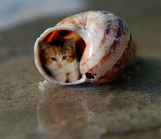 Коты и Кошки