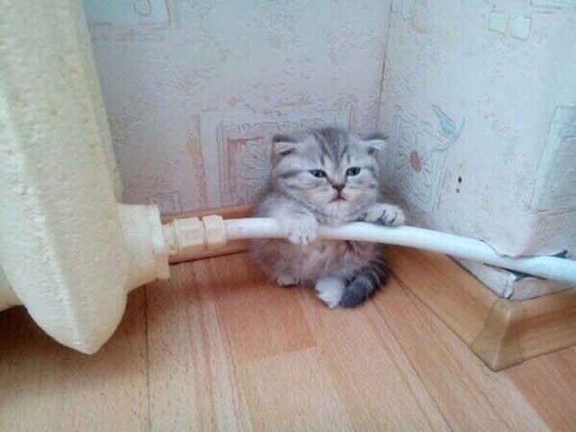 Коты и Кошки