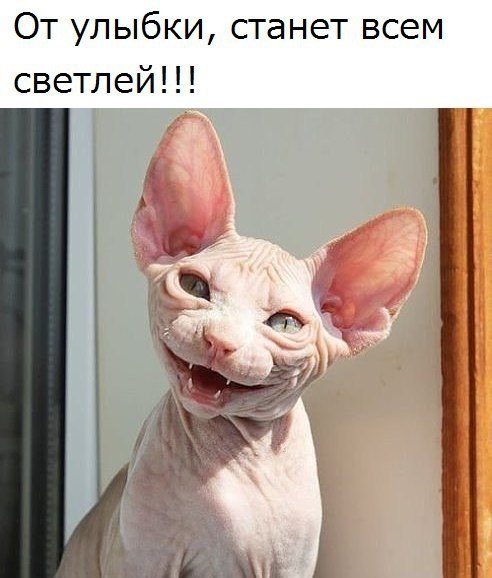 Коты и Кошки