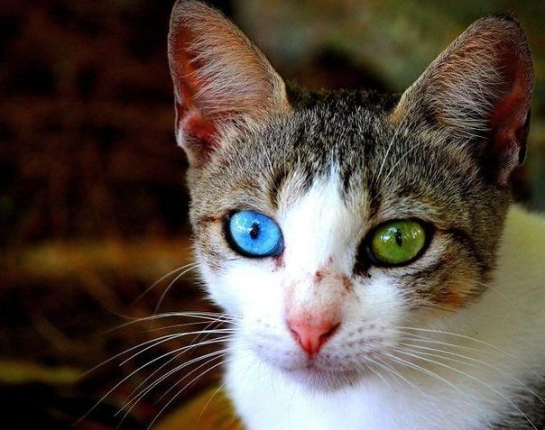 Коты и Кошки