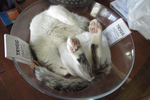 Кот без прикрас