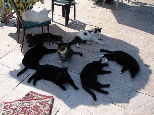 Спящие коты! (фото + 5 видео)