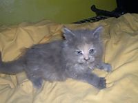 Котовторник на ЯПлакалъ (27.05.08), прикольные коты, добавляем свои!