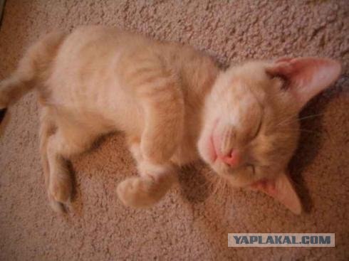 Котовторник на ЯПлакалъ (10.06.08), прикольные коты, добавляем свои!
