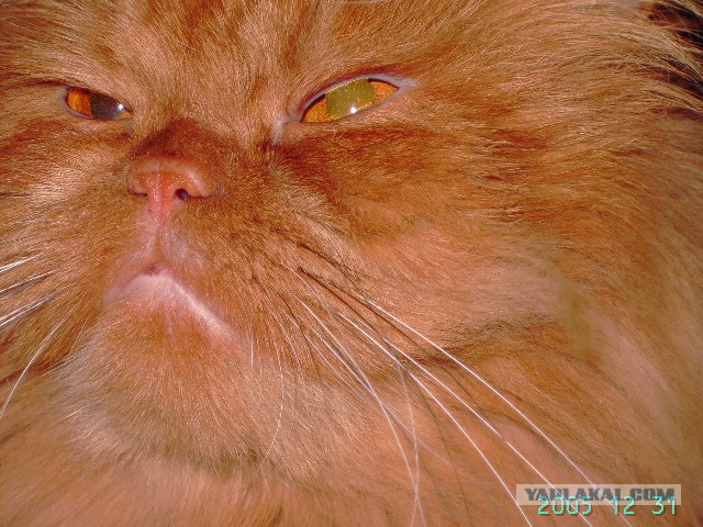 Котовторник на ЯПлакалъ