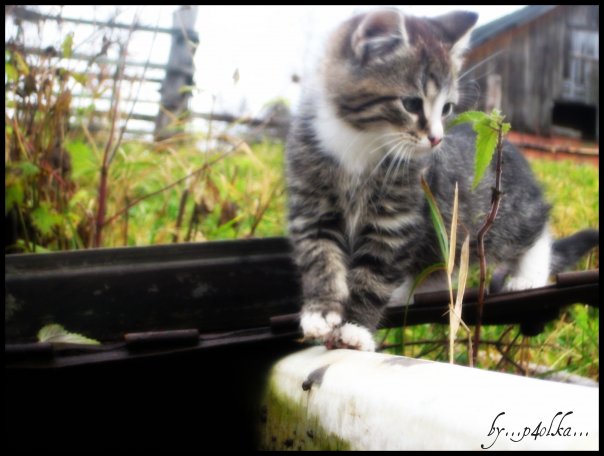 Котовторник, Весна, Цветы!