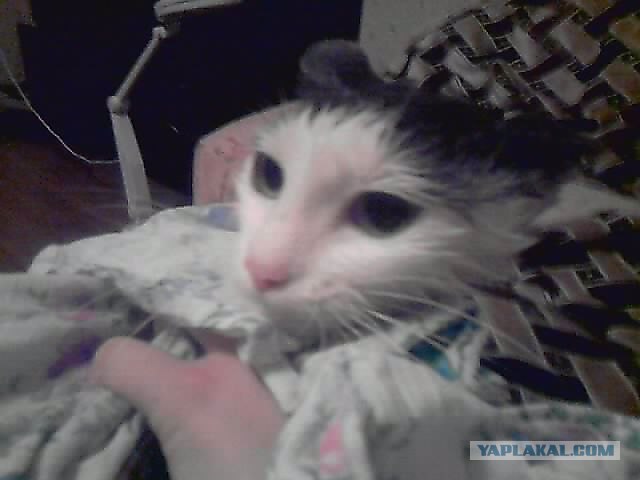 Котовторник! 13.03.2012