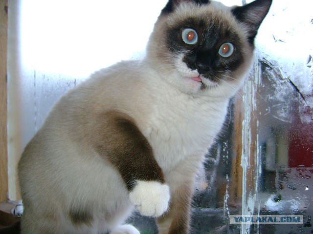 Котовторник 17.04.2012