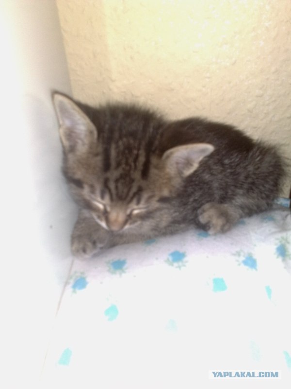 Котовторник 1 мая 2012