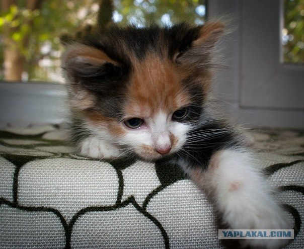 Котовторник 8 мая 2012