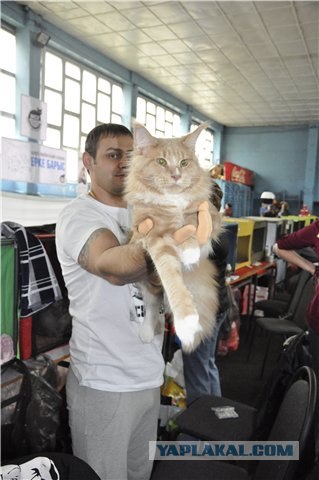 Кот - качок