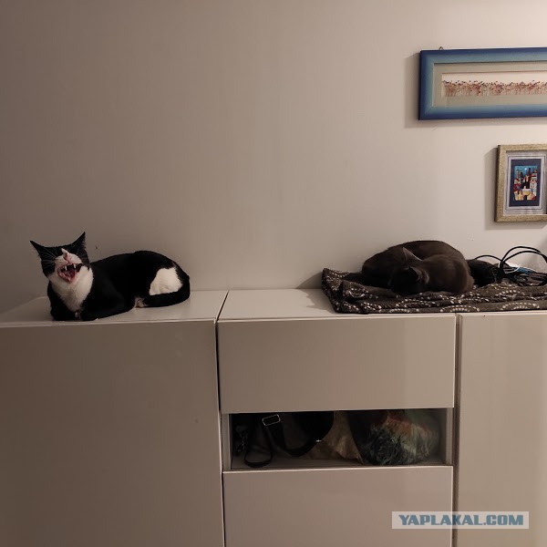 В завершение котовторника.