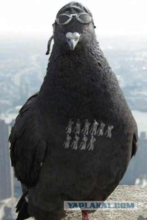 Блондинка решила запарковаться