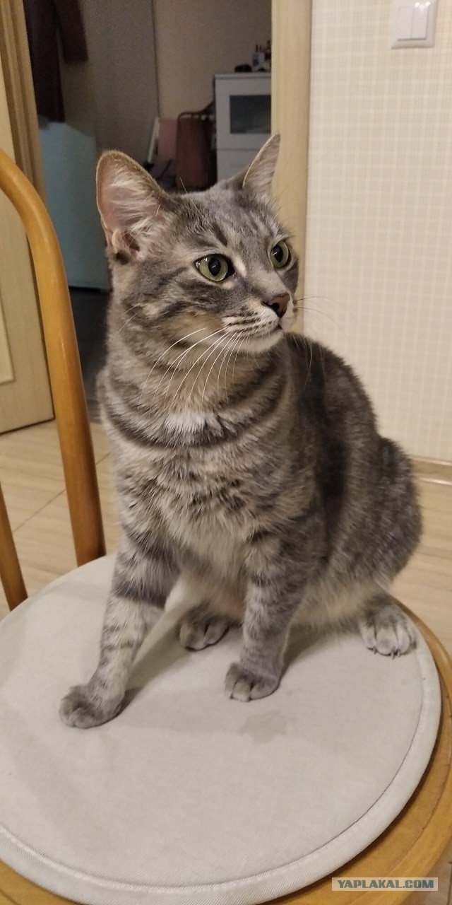 Даешь котовторник!