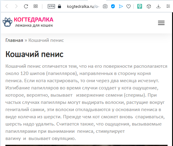 Почему кошки мурлычут, зачем им шершавый язык и еще 11 вопросов о любимых питомцах