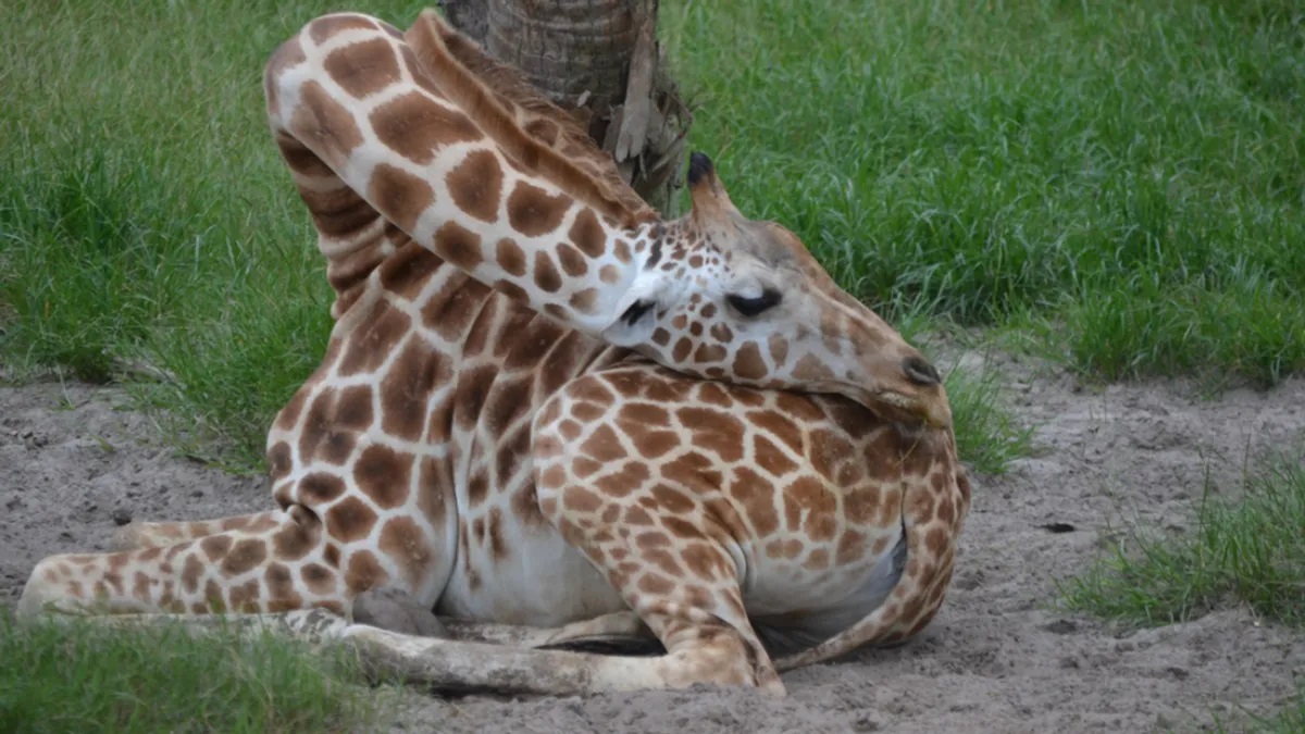 Скачать бесплатно Рядом ходит жираф, а они ебутся онлайн без регистрации