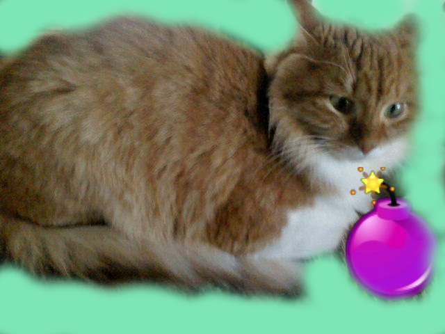 Котовторник! 16+ Коллеги-рабы, отмечаемся, у кого хозяину много лет!