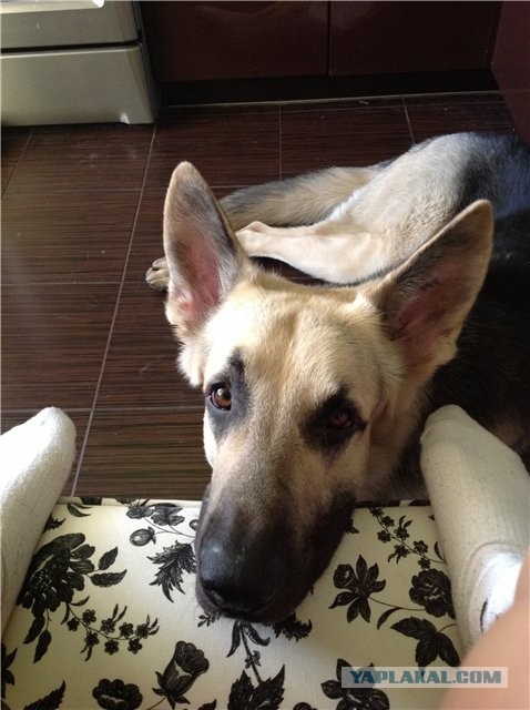 Собакочетверг! 6.06.2013