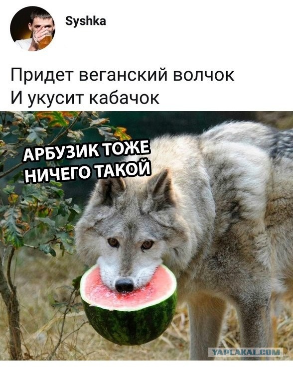 Купили пёсика
