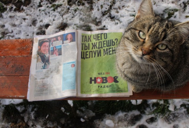 К котовторнику: подборка картинок-баянов с котиками и про котиков. Выпуск 8