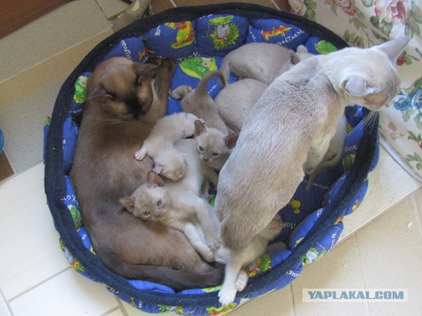 Котовторник 25.06.2013