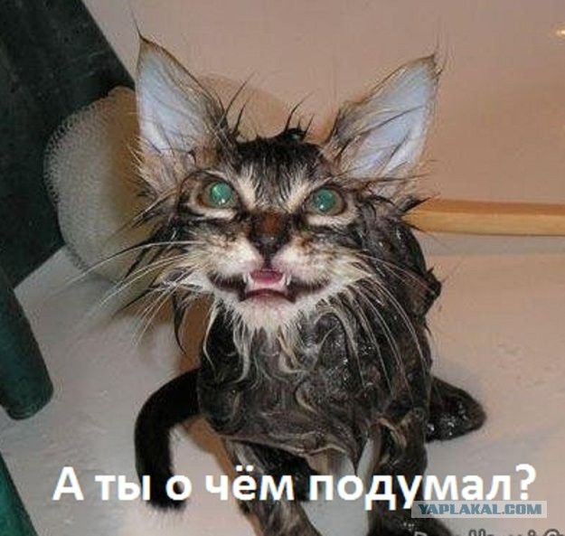 Воскресенье - время постить хуйню.
