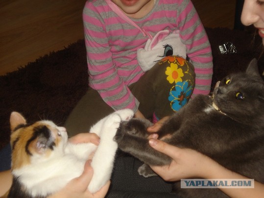 Не про олимпиаду
