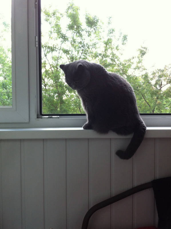 Котовторник 27.5.2014