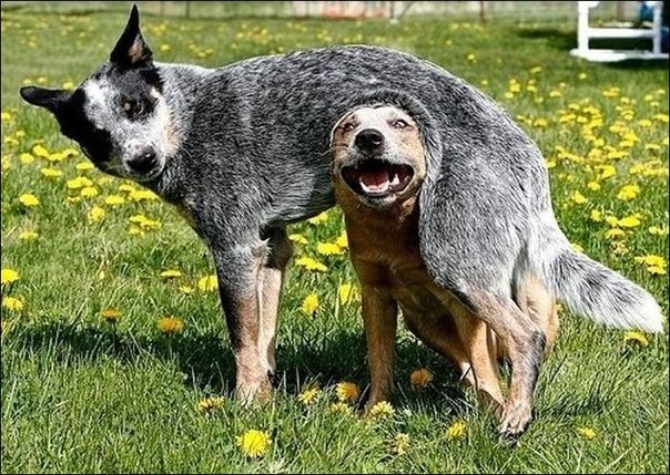 Животные в шоке