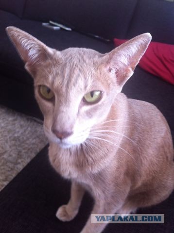 Котовторник