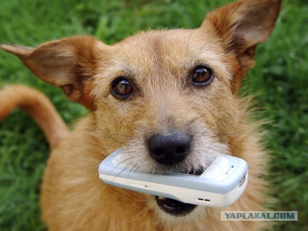 Собака пропала