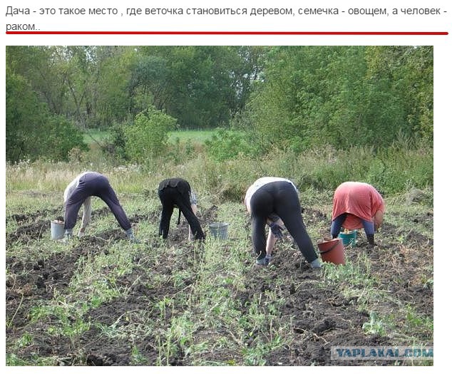 Газон мечты