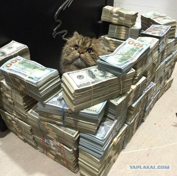 Кошки и другие