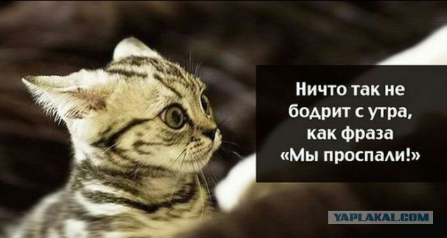 40 улыбательных картинок