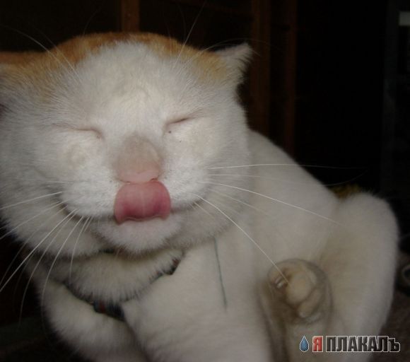 Коты, кошки, котята
