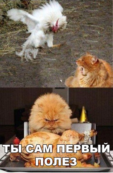 Мохнатые беспредельщики