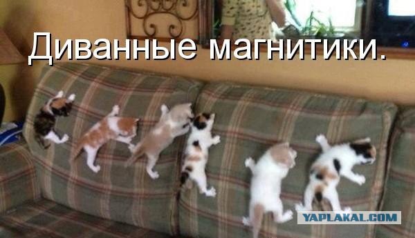 Котовторник 12.07.2016