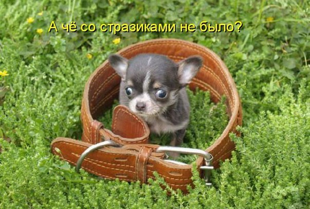 Порция картинок из сети