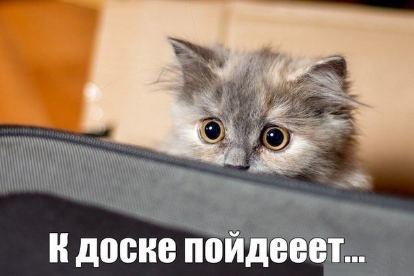 Самые смешные животные