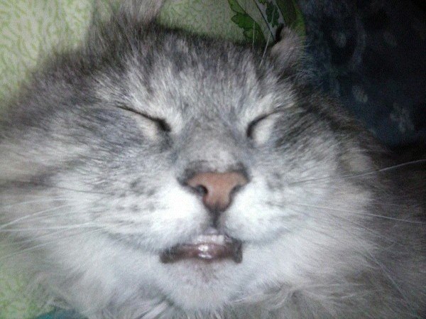 Коты из сети