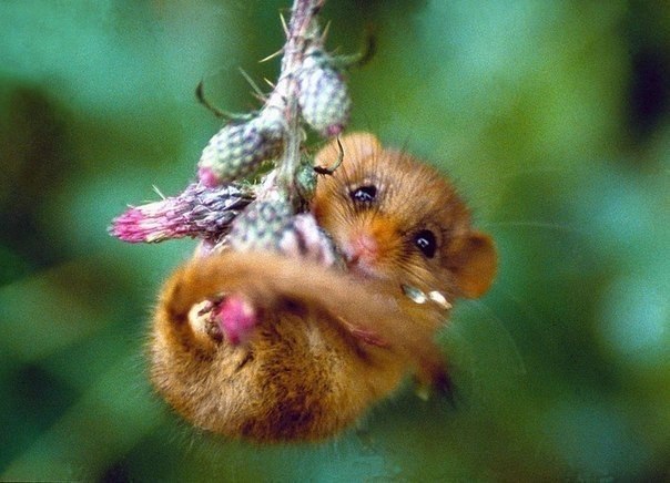 Самые смешные животные